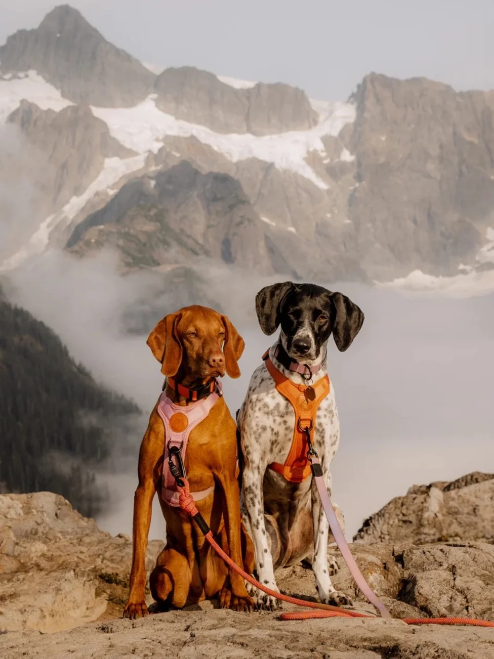 NWT Brand New Wilderdog Dog Harness Sienna Orange (Medium)
